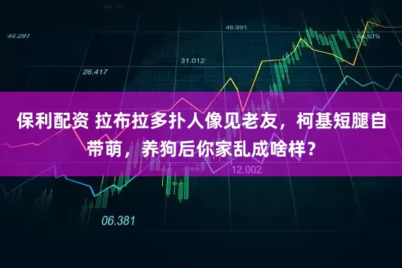 保利配资 拉布拉多扑人像见老友，柯基短腿自带萌，养狗后你家乱成啥样？
