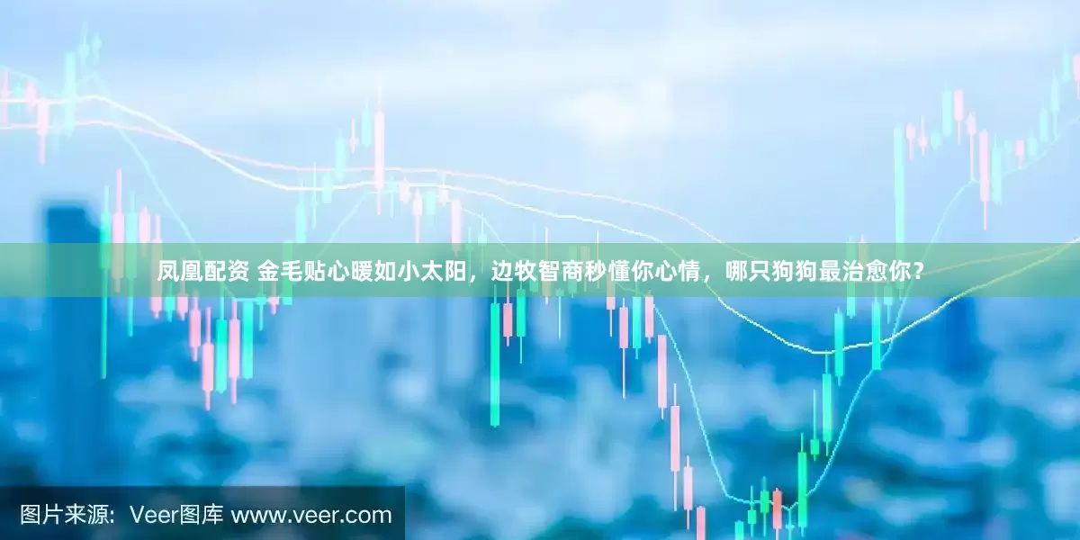凤凰配资 金毛贴心暖如小太阳，边牧智商秒懂你心情，哪只狗狗最治愈你？